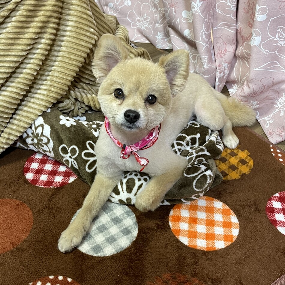 ポムポムのカバー写真