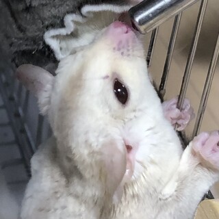 フクロモモンガ　クリミノ　10月上旬脱嚢