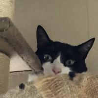 クララ