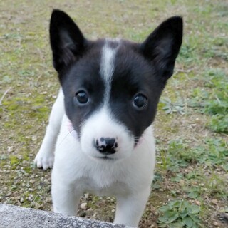 穏やか懐っこい♡すずちゃん　2ヶ月