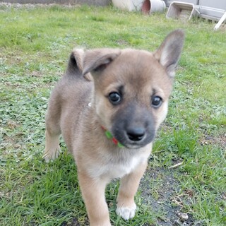 人が大好き甘えん坊☆サン太君　２ヶ月