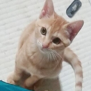 甘えん坊で少しビビりなちゃちゃ