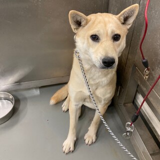 可愛いお顔でお散歩上手な、ふくねちゃん