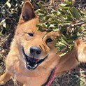 100頭越え飼育崩壊から！懐こくて大人しい柴犬