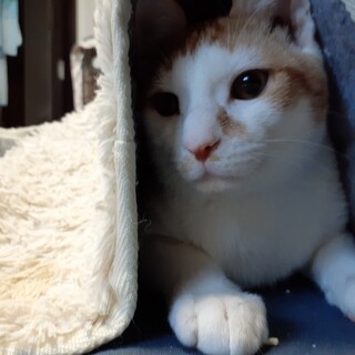 尻尾が長〜くて活発なリタ君