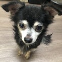 チワワ　里親募集