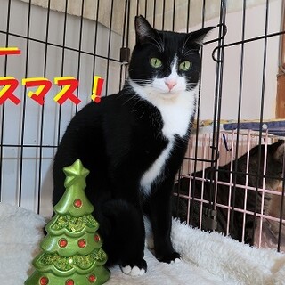 ケージ生活初めてのクリスマス