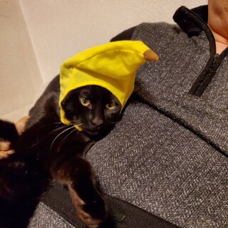 甘えん坊で猫さん大好き！黒猫ちゃん