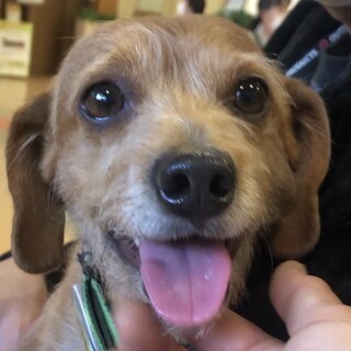 人懐こいプリンちゃん