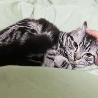 おとなしくて人懐っこい猫ちゃん