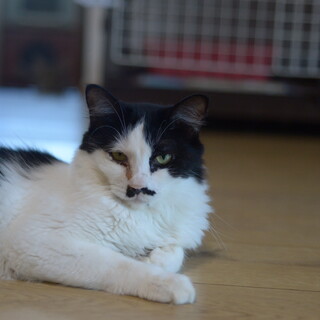 超絶！優しい猫,海くん。