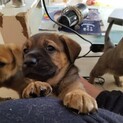 元気いっぱい雑種の子犬