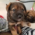 雑種元気いっぱいな子犬