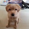 元気いっぱいな子犬