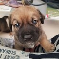 元気いっぱいな子犬