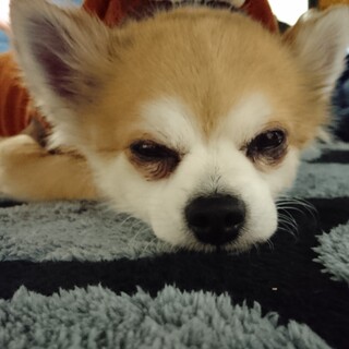 急募！人懐っこいチワワ♂シニア犬