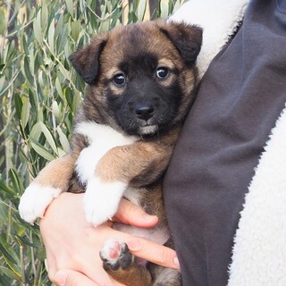 明るく賢く元気いっぱい『オーロラちゃん』