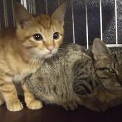 初猫in瀬戸！子猫から成猫までの譲渡会～ちーむにゃいんず2022/01/03