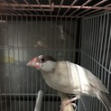 シナモン文鳥