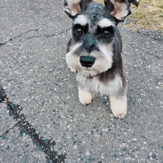 【トライアル決定】オス♂ミニチュアシュナウザー