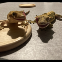 彗　スイ　　月　ツク