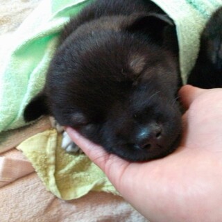 生後２ヶ月ぐらいの可愛い子犬たち