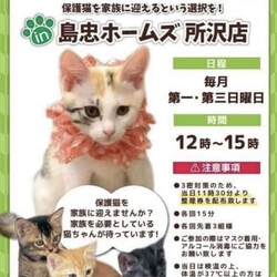 保護猫譲渡会in島忠ホームズ所沢店