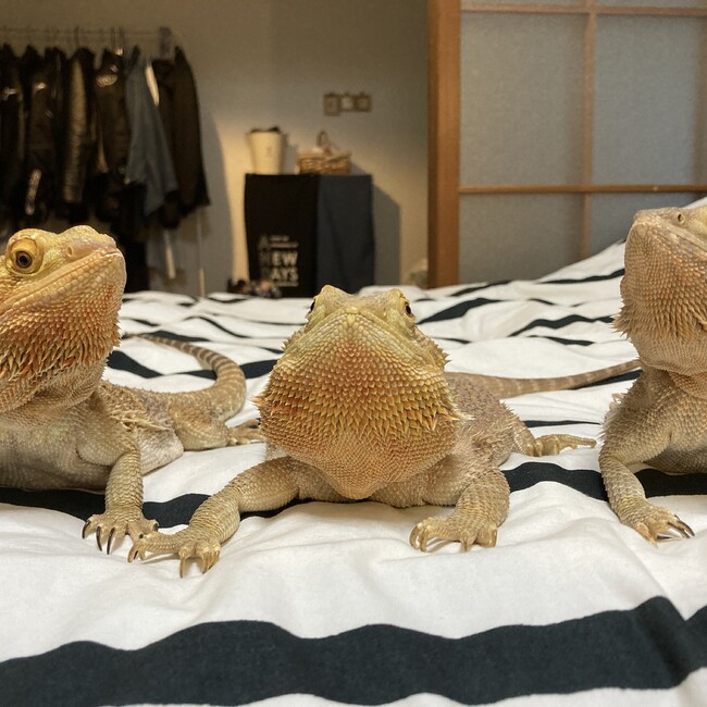 えん.のカバー写真