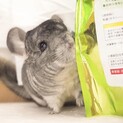 甘えん坊すぎるチンチラくん里親募集