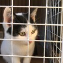 無事に兄妹で素敵なご家族に迎えていただきました♡