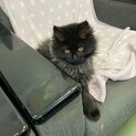 おかげさまで素敵な里親様と出会えました♡