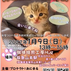 保護猫の譲渡会@兵庫県宝塚市山本