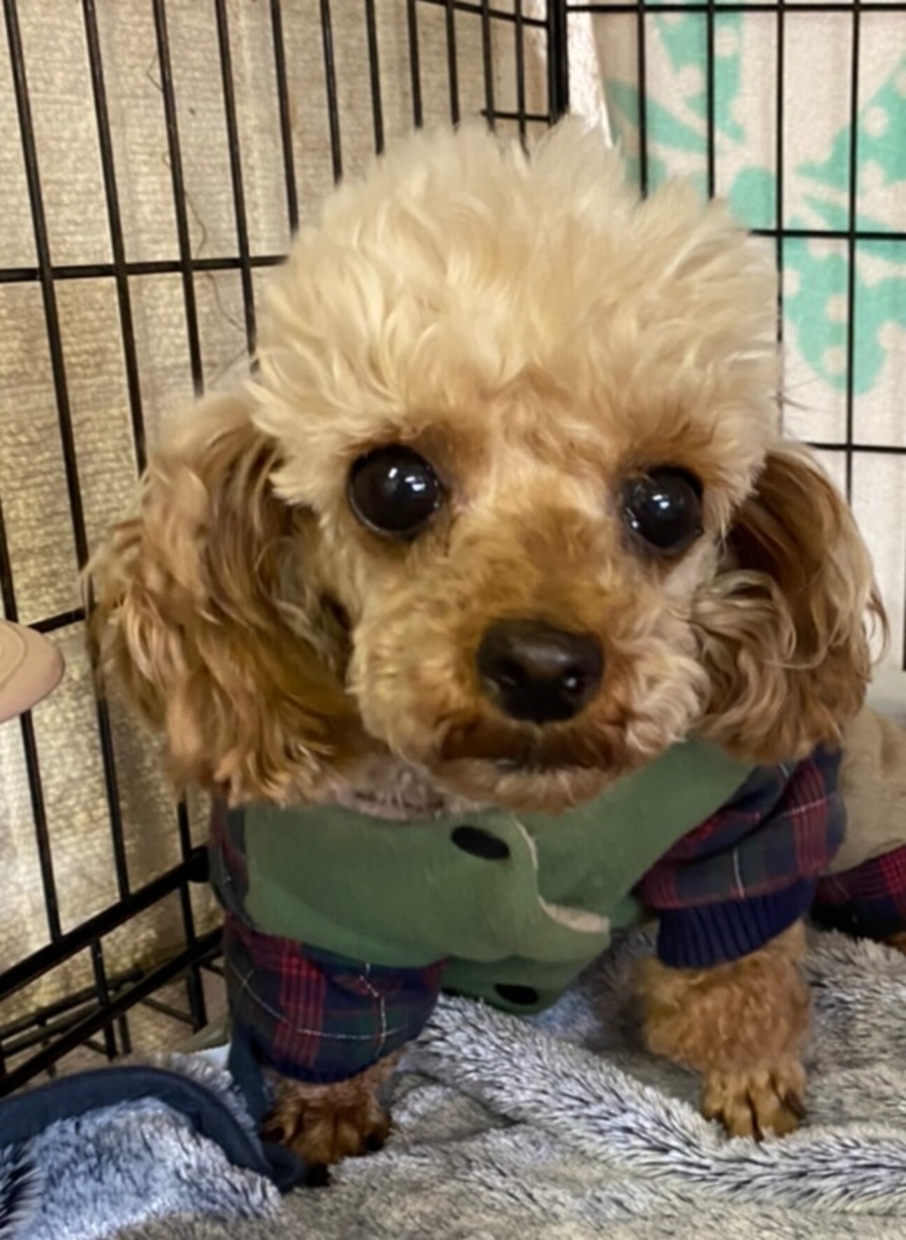 可愛いトイプードル ５歳 兵庫県 犬の里親募集 ペットのおうち 月間利用者150万人