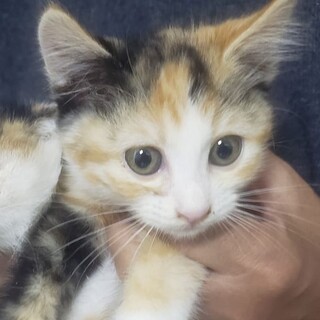 チビにゃん姉妹、とても可愛い三毛のレイバーちゃん！