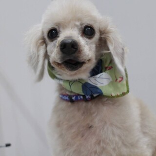 飼い主のお迎えがありませんでした、トイプードルくん