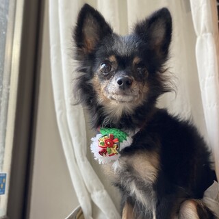 【トライアル中】大人しいチワワの女の子です