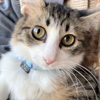 おてんば＆おりこうさん　やや長毛のキジ白の女の子