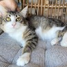 おてんば＆おりこうさん　やや長毛のキジ白の女の子 サムネイル3