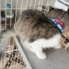 おてんば＆おりこうさん　やや長毛のキジ白の女の子 サムネイル7