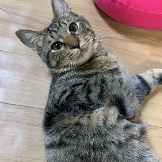 [1/8譲渡会参加]りく君