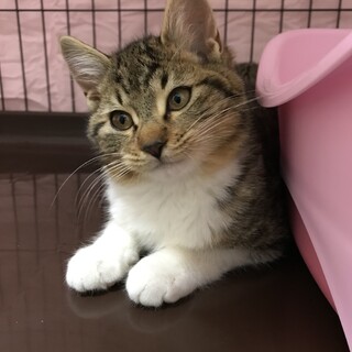 3ヶ月の兄妹♡フワフワ少し長毛の男の子　健♡