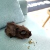 つむじん
