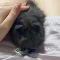 1歳のモルモット(男の子)の里親さん募集中