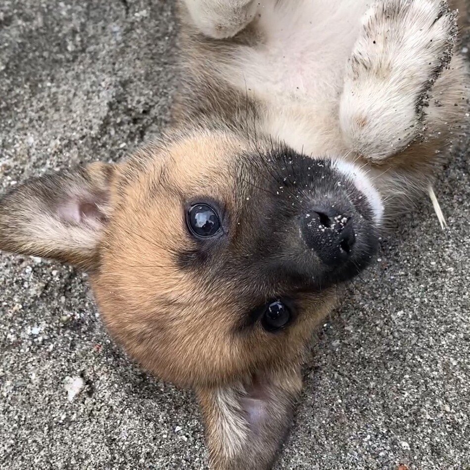 マロのカバー写真
