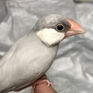 シルバー文鳥
