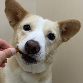 家族が決まりました！