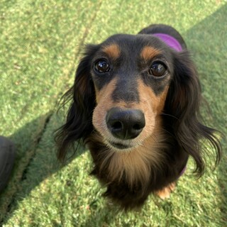 ☆きゃろちゃん☆里親さま決定☆