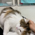 【完全室内飼い】美人系ノルウェージャンフォレスト！