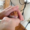 りべべん