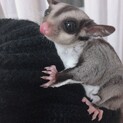 フクロモモンガ ♂ 1歳